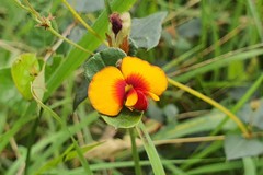 Platylobium obtusangulum