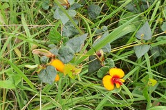 Platylobium obtusangulum