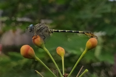 Paragomphus lineatus