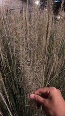 Muhlenbergia lindheimeri