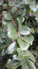 Xylosma spiculifera