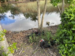 Cairina moschata domestica