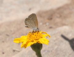 Zizeeria knysna knysna