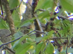 Setophaga caerulescens