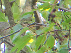 Setophaga caerulescens