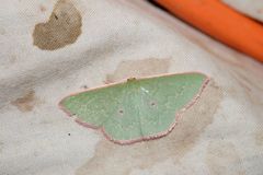 Chlorocoma cadmaria