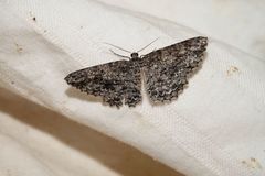 Thallogama nigraria
