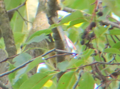 Setophaga caerulescens