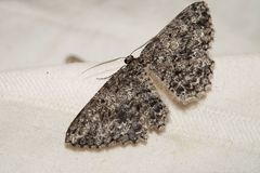 Thallogama nigraria