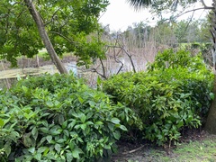 Psychotria nervosa