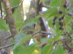 Setophaga caerulescens