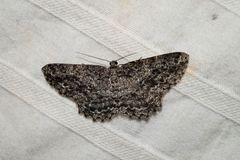 Thallogama nigraria