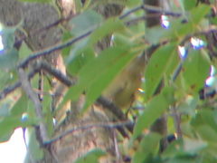 Setophaga caerulescens