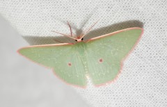 Chlorocoma cadmaria