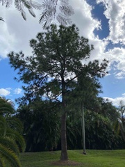 Pinus elliottii densa