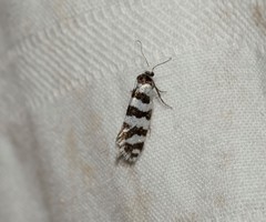 Lepidoscia cataphracta