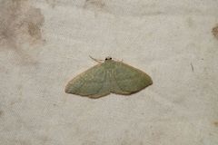 Poecilasthena euphylla