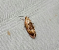 Hoplomorpha camelaea