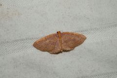 Poecilasthena anthodes