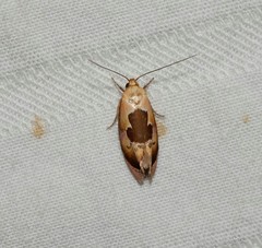 Hoplomorpha camelaea