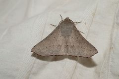 Oenochroma subustaria