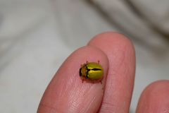 Paropsisterna hectica