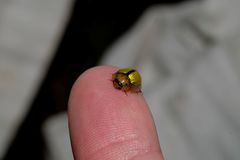 Paropsisterna hectica