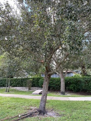 Quercus virginiana