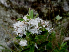 Veronica rigidula rigidula