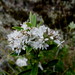Veronica rigidula rigidula - Photo (c) harrylurling,  זכויות יוצרים חלקיות (CC BY-NC), uploaded by harrylurling