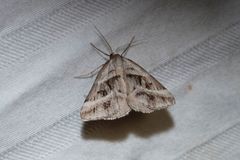 Dichromodes stilbiata