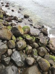 Chaetomorpha antennina