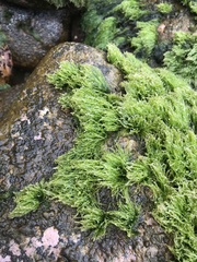 Chaetomorpha antennina