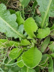 Launaea procumbens