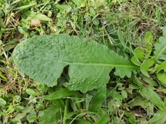 Launaea procumbens