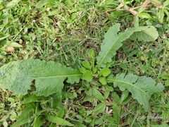 Launaea procumbens