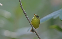 Phylloscopus soror