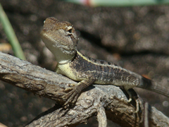 Diporiphora