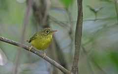Phylloscopus soror