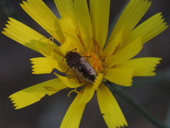 Acmaeodera pilosellae