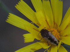 Acmaeodera pilosellae