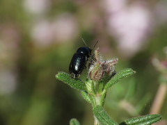Cryptocephalus violaceus
