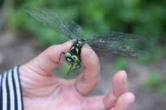 Anotogaster sieboldii