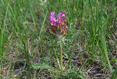 Pedicularis dasystachys