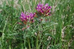 Pedicularis dasystachys