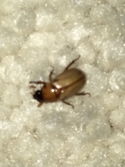 Cyclocephala longula