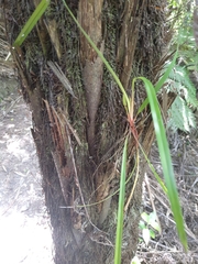 Dianella nigra