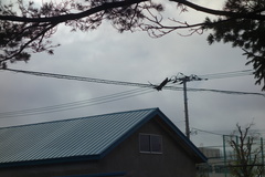 Corvus macrorhynchos