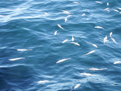 Merluccius productus