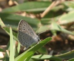 Zizeeria knysna knysna